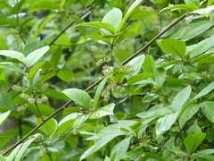 Embelia tsjeriam-cottam