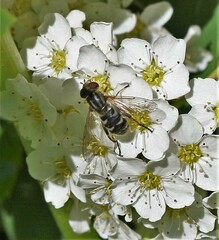 Anasimyia