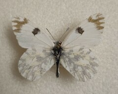 Euchloe ausonia