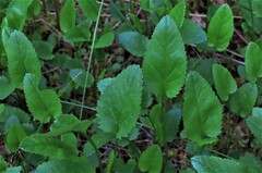 Packera schweinitziana