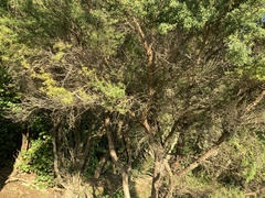 Leptospermum scoparium