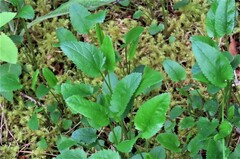 Packera schweinitziana