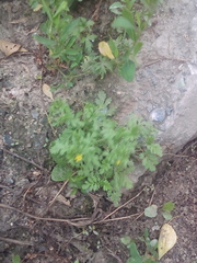 Potentilla supina
