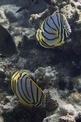 Chaetodon meyeri
