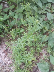 Galium aparine