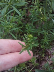 Galium aparine