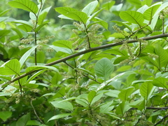 Embelia tsjeriam-cottam