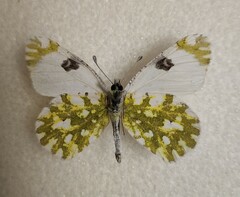 Euchloe ausonia