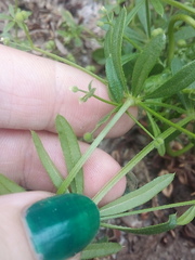 Galium aparine