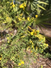Hypericum microsepalum