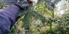 Abies religiosa