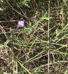 Hedeoma reverchonii