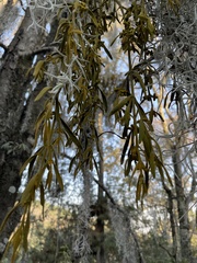 Phoradendron galeottii