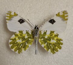 Euchloe ausonia