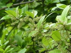 Embelia tsjeriam-cottam