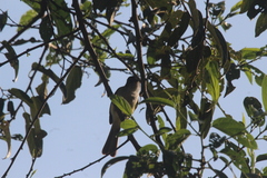 Myiarchus tuberculifer