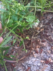 Galium aparine