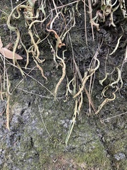 Pleopeltis polylepis