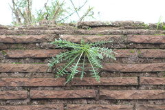 Reseda alba