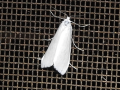 Tipanaea