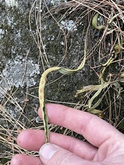 Pleopeltis polylepis