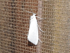 Tipanaea