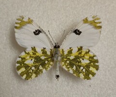 Euchloe ausonia