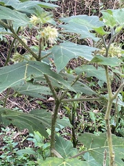 Solanum lhotskyanum