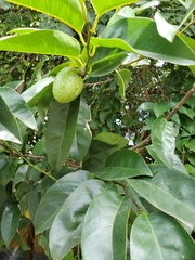Annona glabra