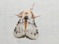 Iropoca rotundata
