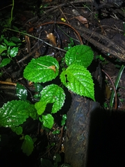 Dendrocnide photiniiphylla