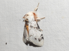 Iropoca rotundata