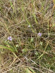 Veronica pimeleoides