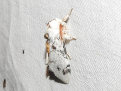Iropoca rotundata