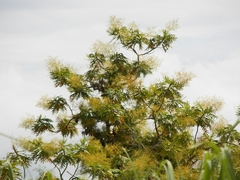 Bocconia arborea