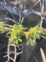 Prosopis pallida