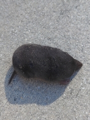Blarina carolinensis