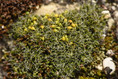 Grimmia