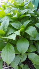 Scopolia carniolica