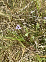 Veronica pimeleoides