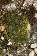 Grimmia