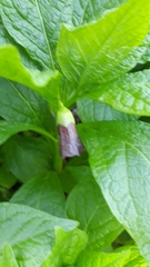 Scopolia carniolica