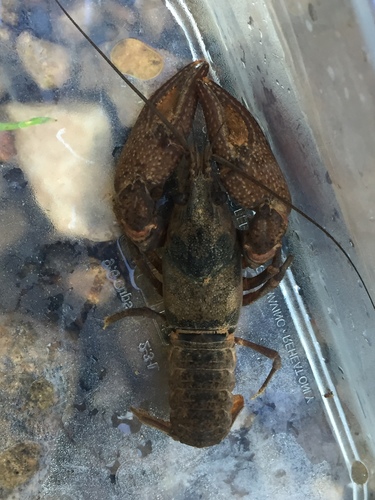 Powerful Crayfish (Faxonius validus) · iNaturalist