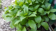 Scopolia carniolica