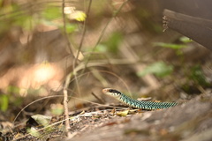 Drymobius margaritiferus