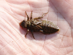 Ophiogomphus obscurus