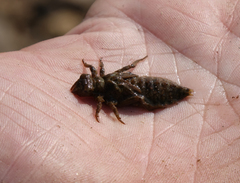 Ophiogomphus obscurus