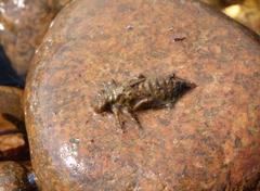 Ophiogomphus obscurus