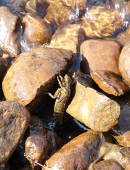 Ophiogomphus obscurus