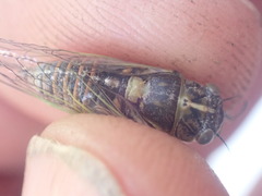 Rhodopsalta microdora